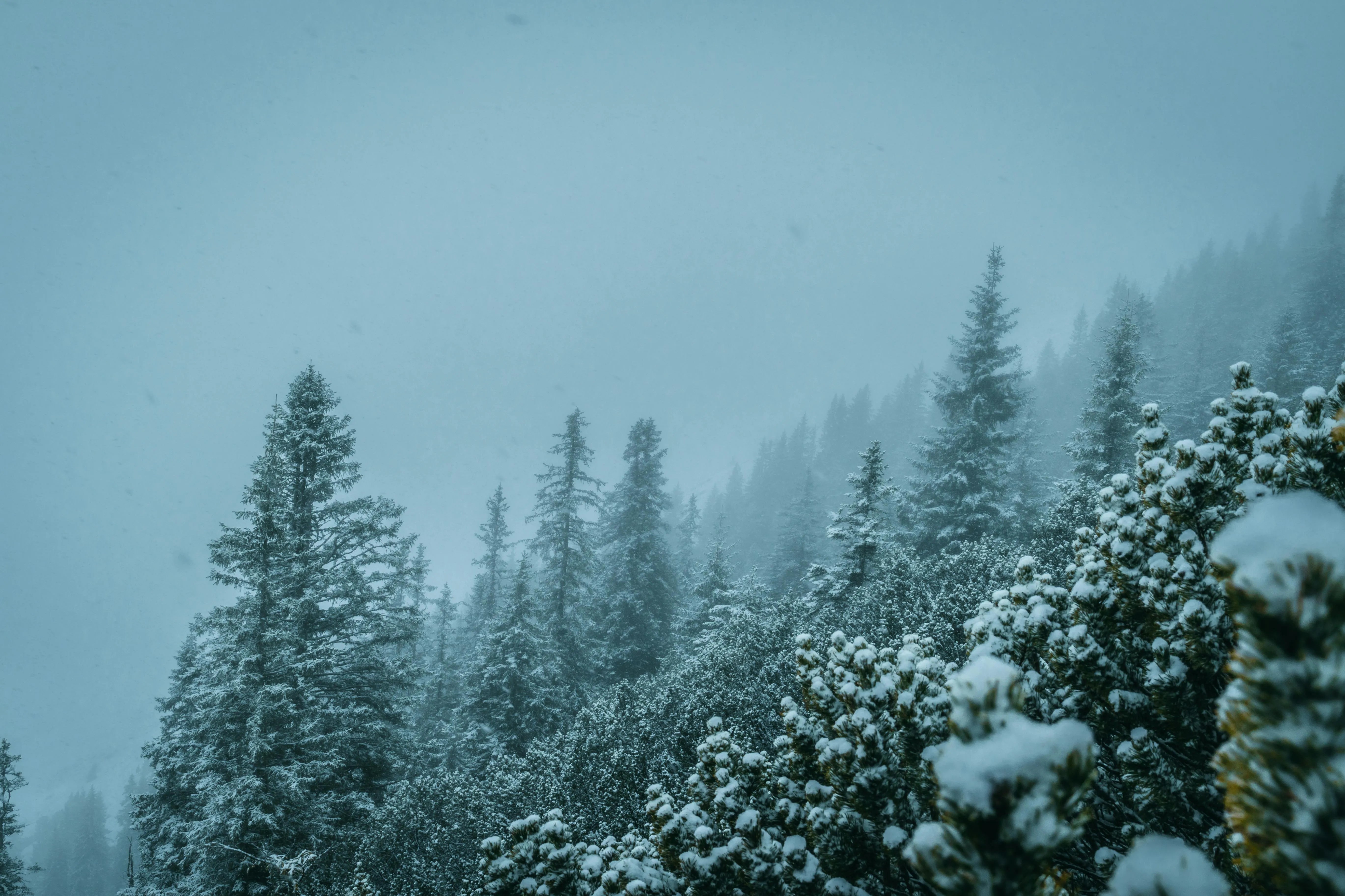 https://images.pexels.com/photos/6296903/pexels-photo-6296903.jpeg